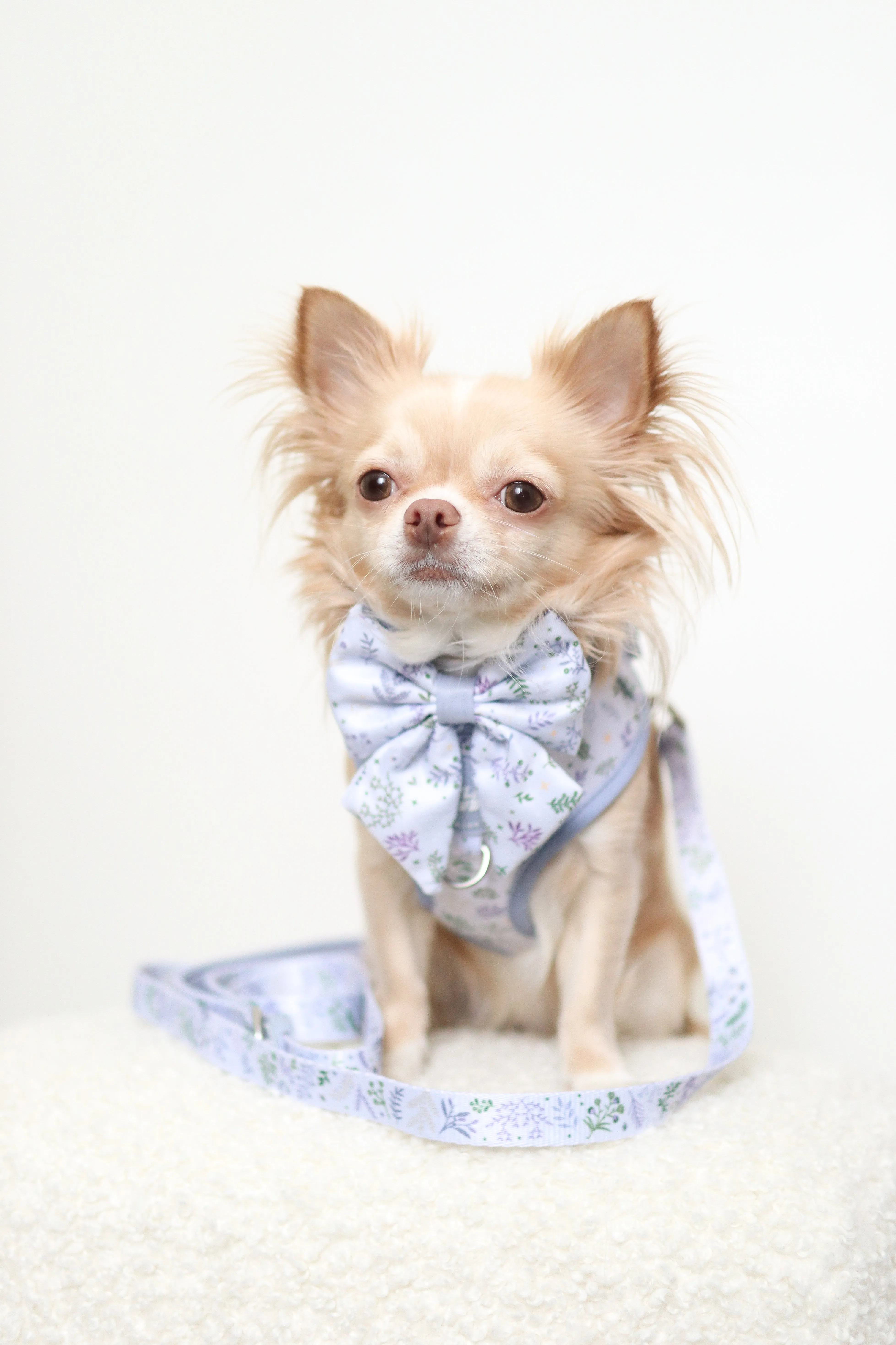 Adjustable Dog Harness: Chiswick Thistle