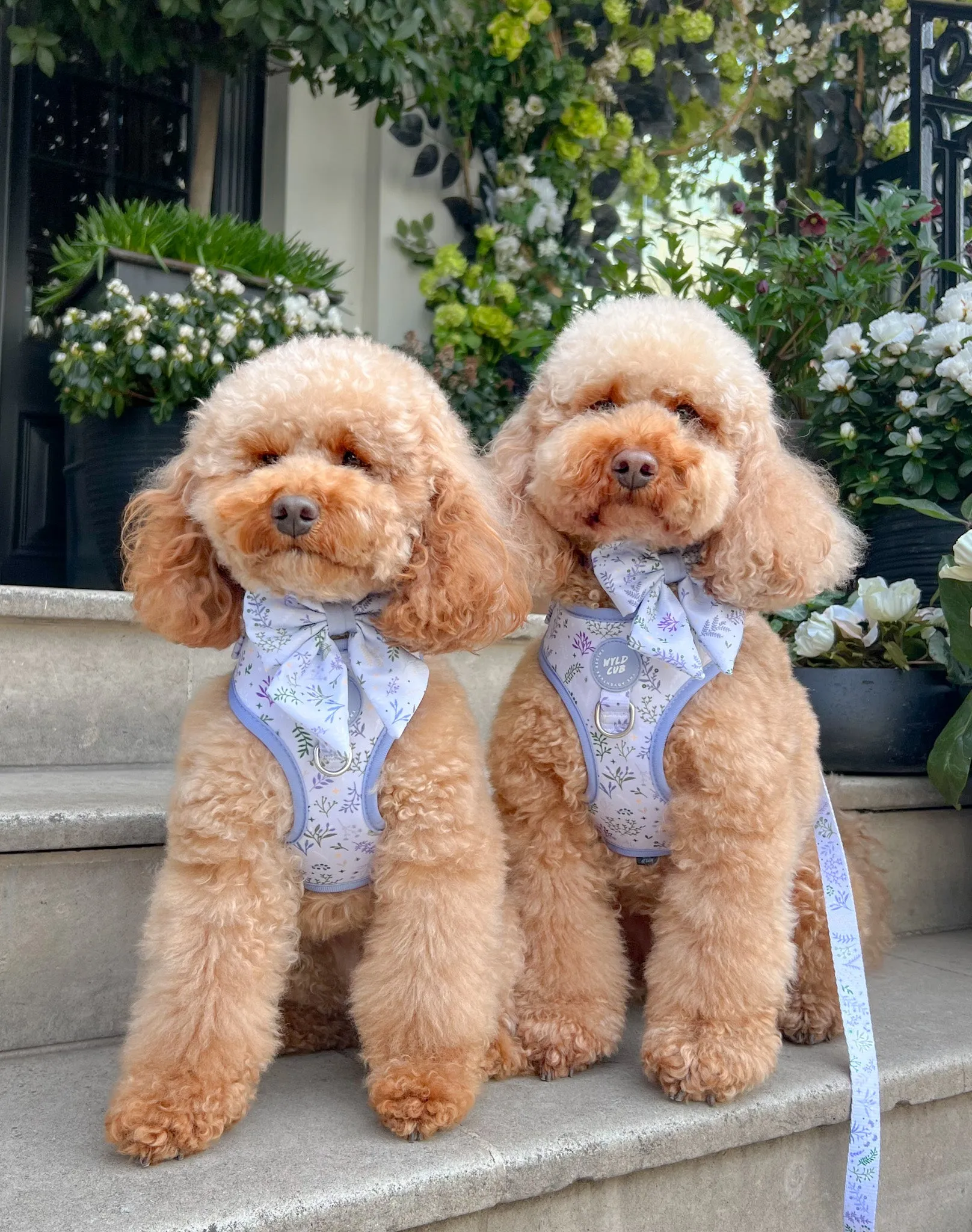 Adjustable Dog Harness: Chiswick Thistle