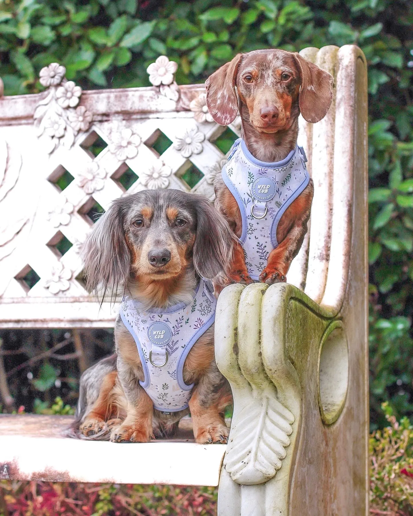 Adjustable Dog Harness: Chiswick Thistle