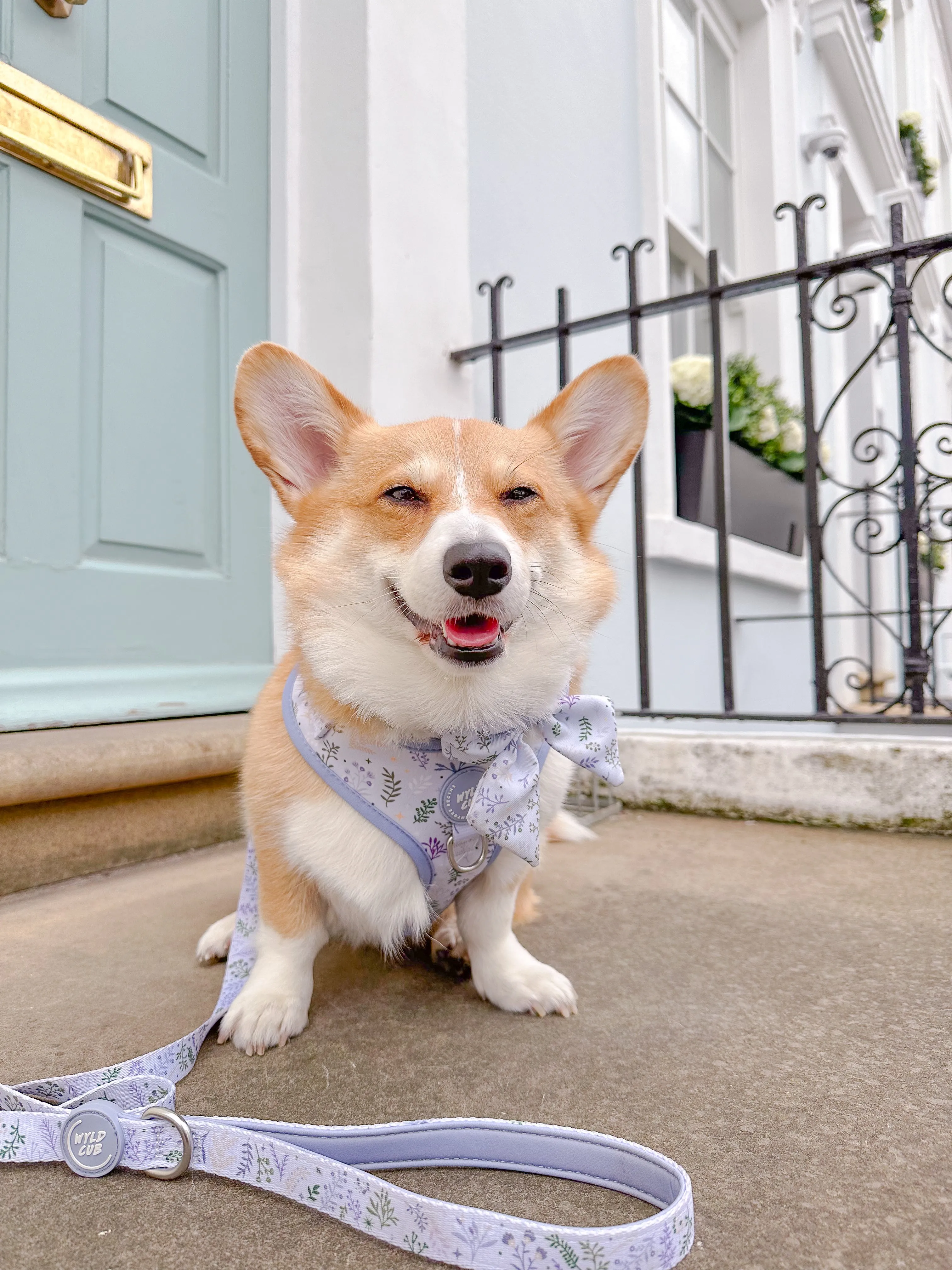 Adjustable Dog Harness: Chiswick Thistle