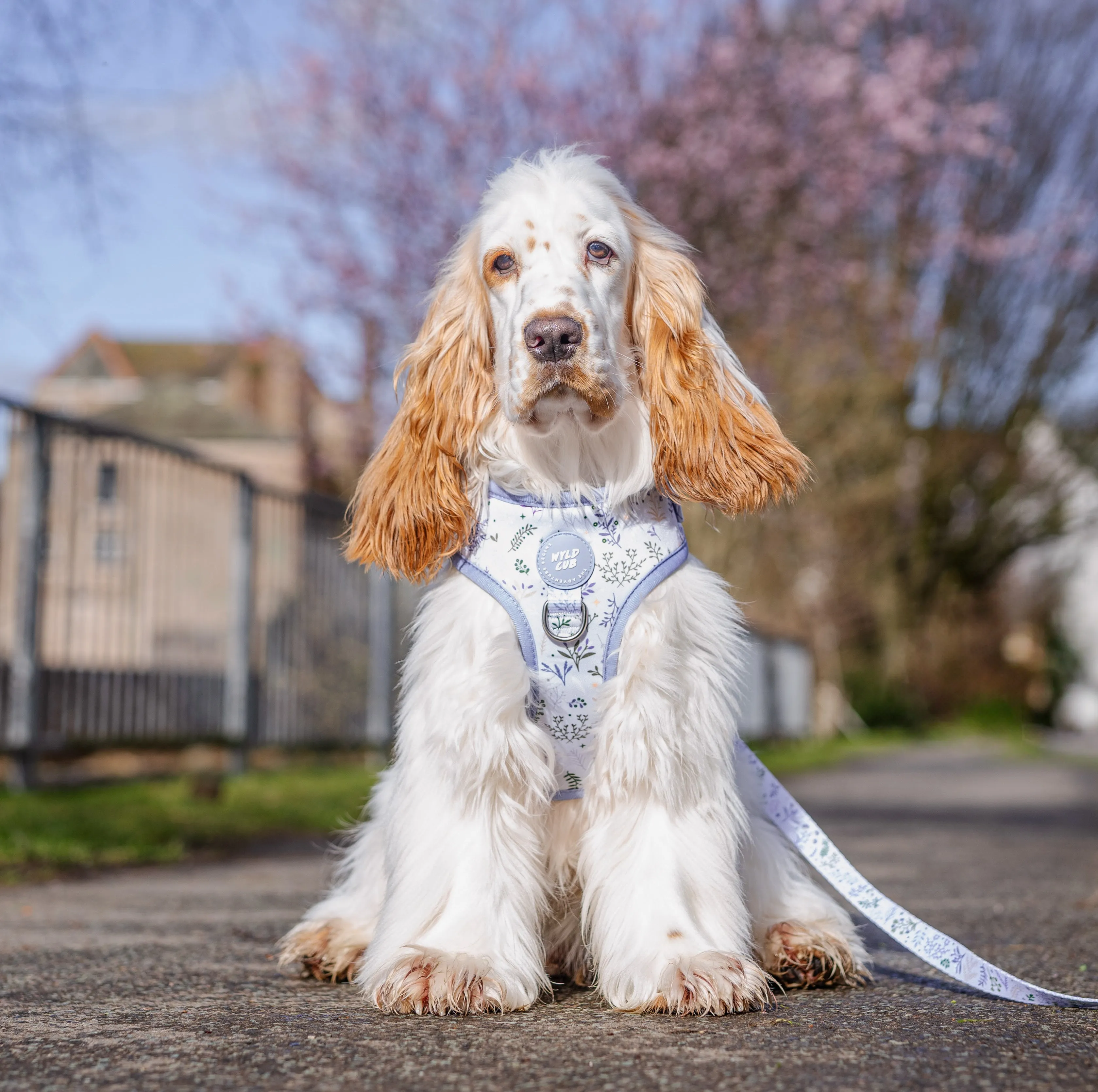 Adjustable Dog Harness: Chiswick Thistle