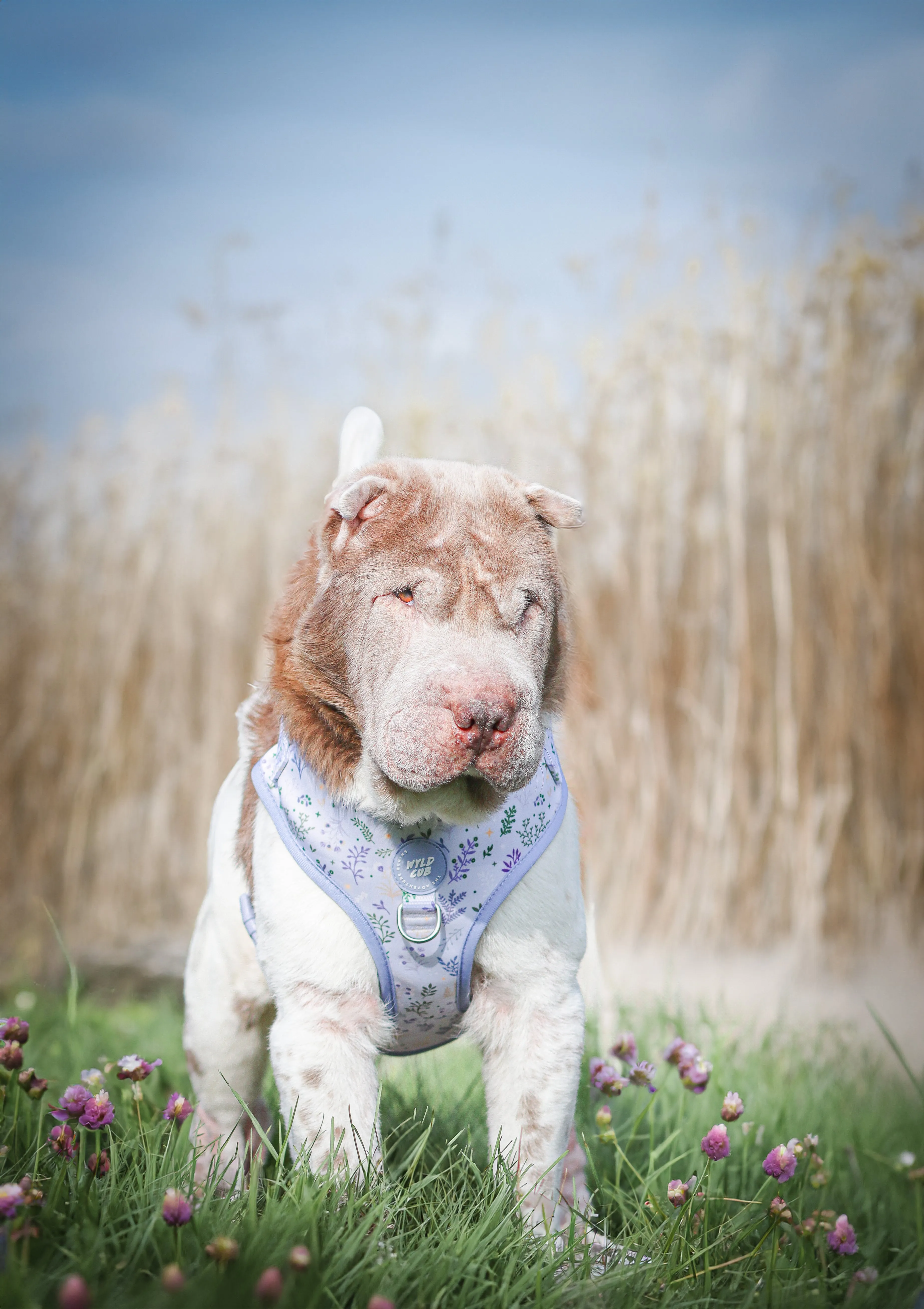 Adjustable Dog Harness: Chiswick Thistle