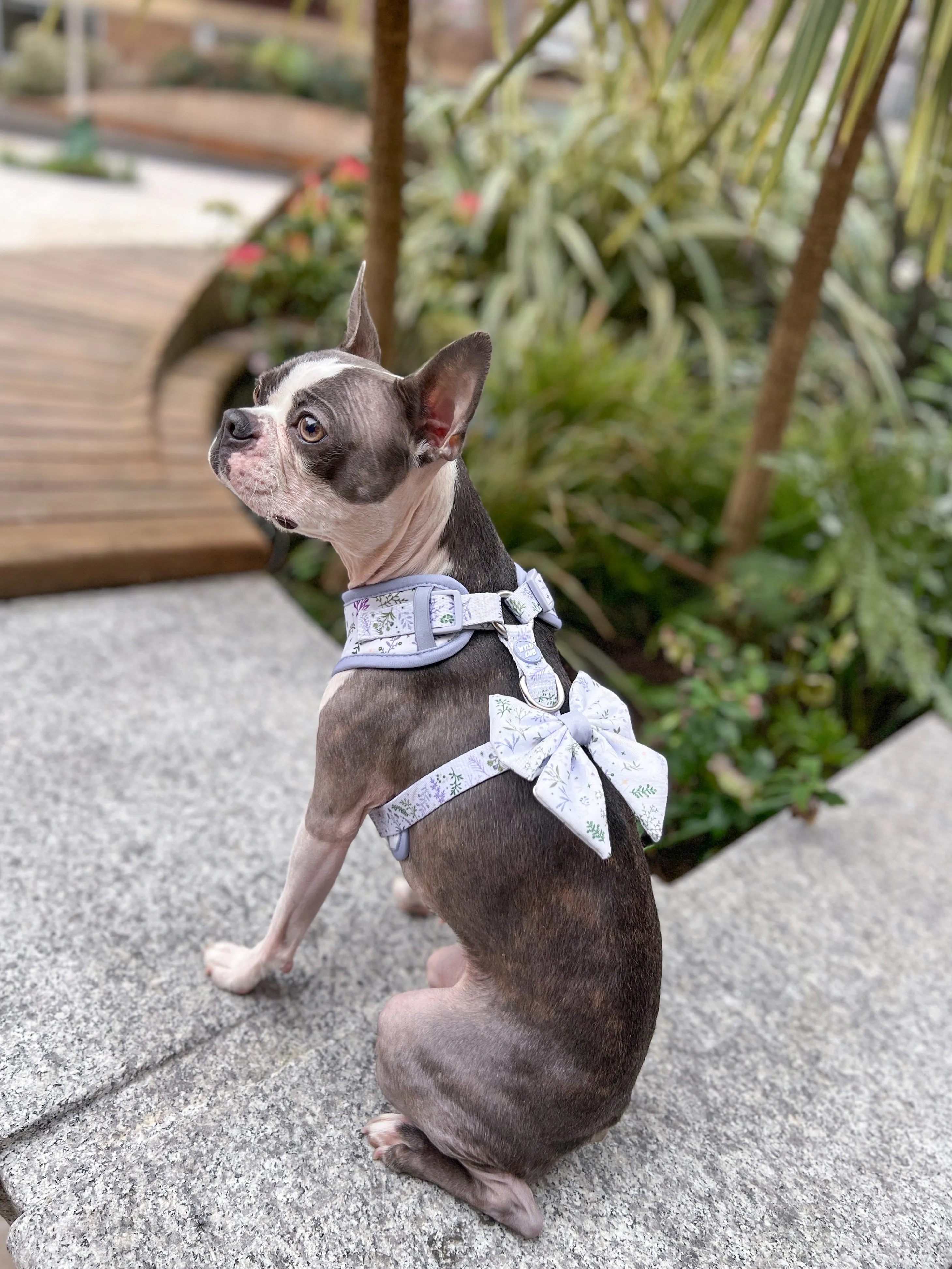 Adjustable Dog Harness: Chiswick Thistle