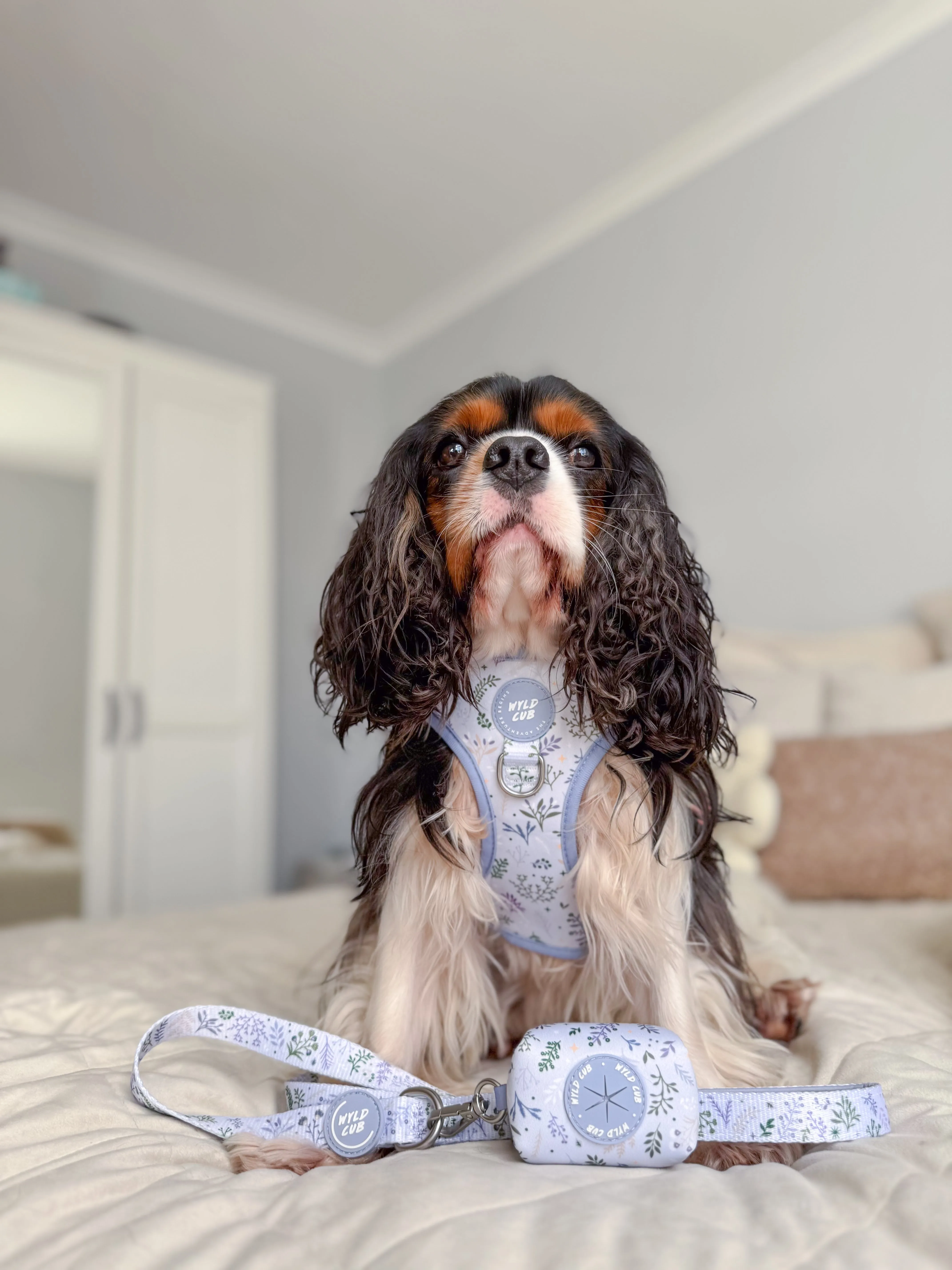 Adjustable Dog Harness: Chiswick Thistle