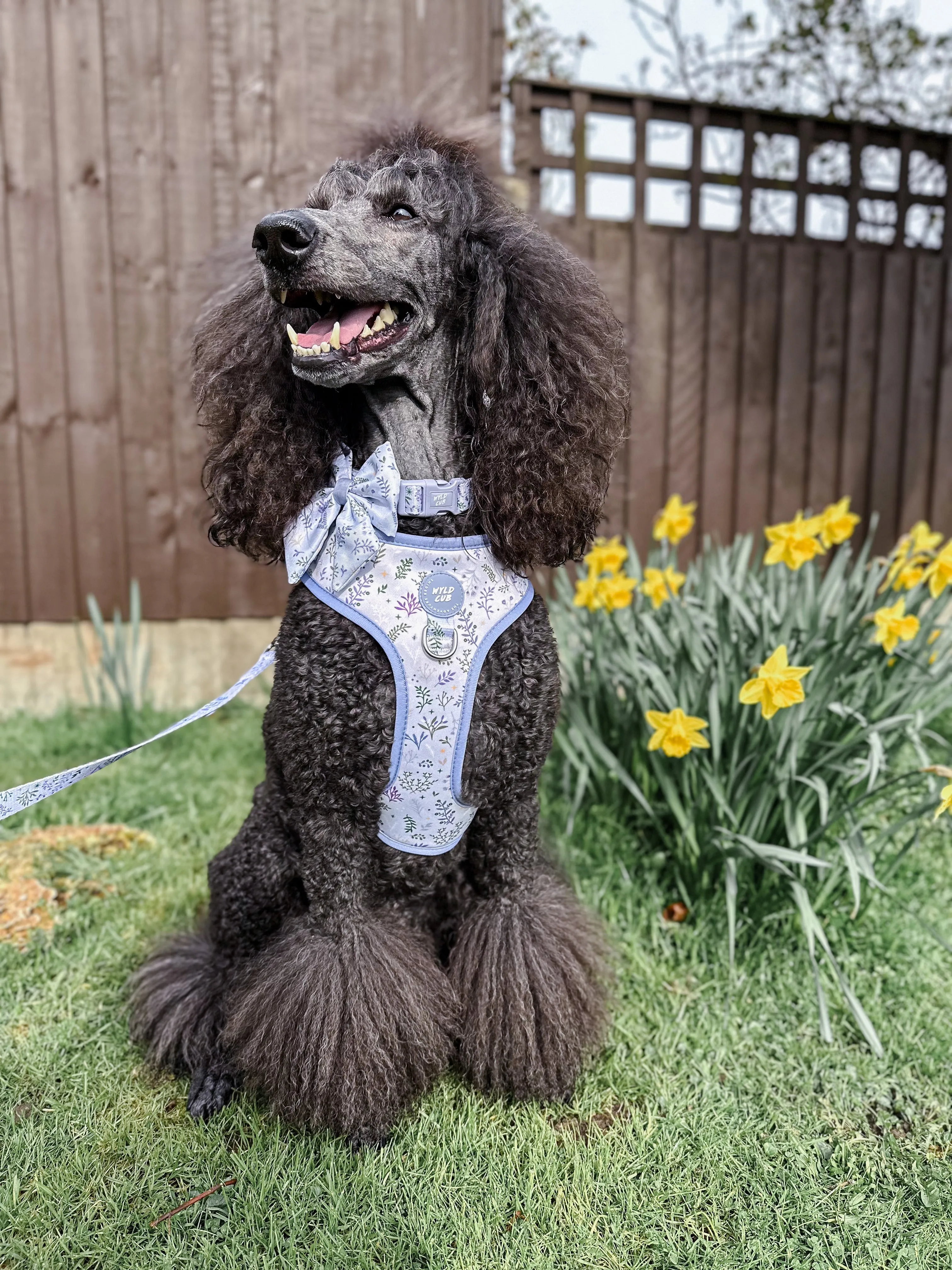 Adjustable Dog Harness: Chiswick Thistle