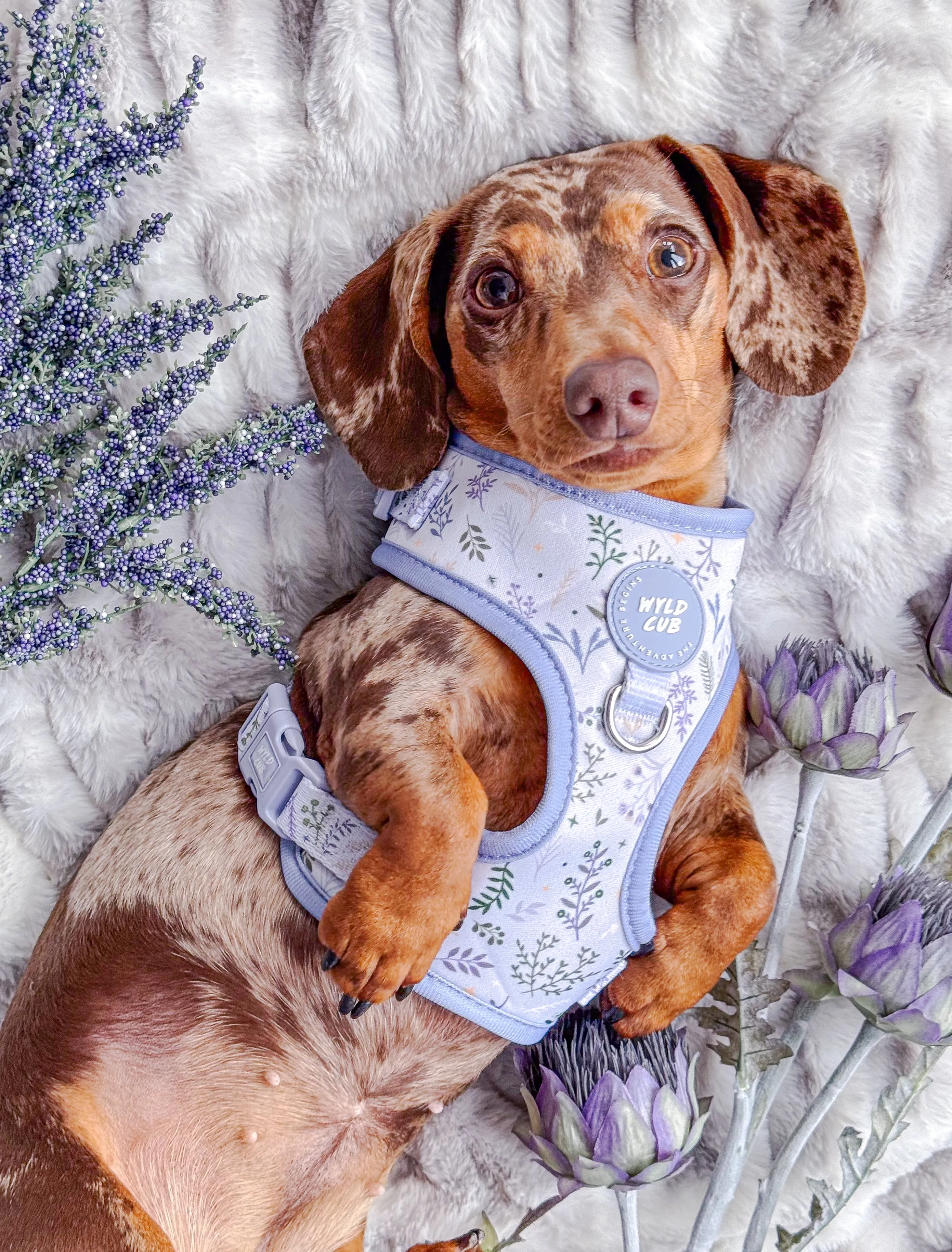 Adjustable Dog Harness: Chiswick Thistle